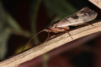 *(17800) Un trichoptre (Trichoptre - Limnephilidae  - Glyphotaelius pellucidus)